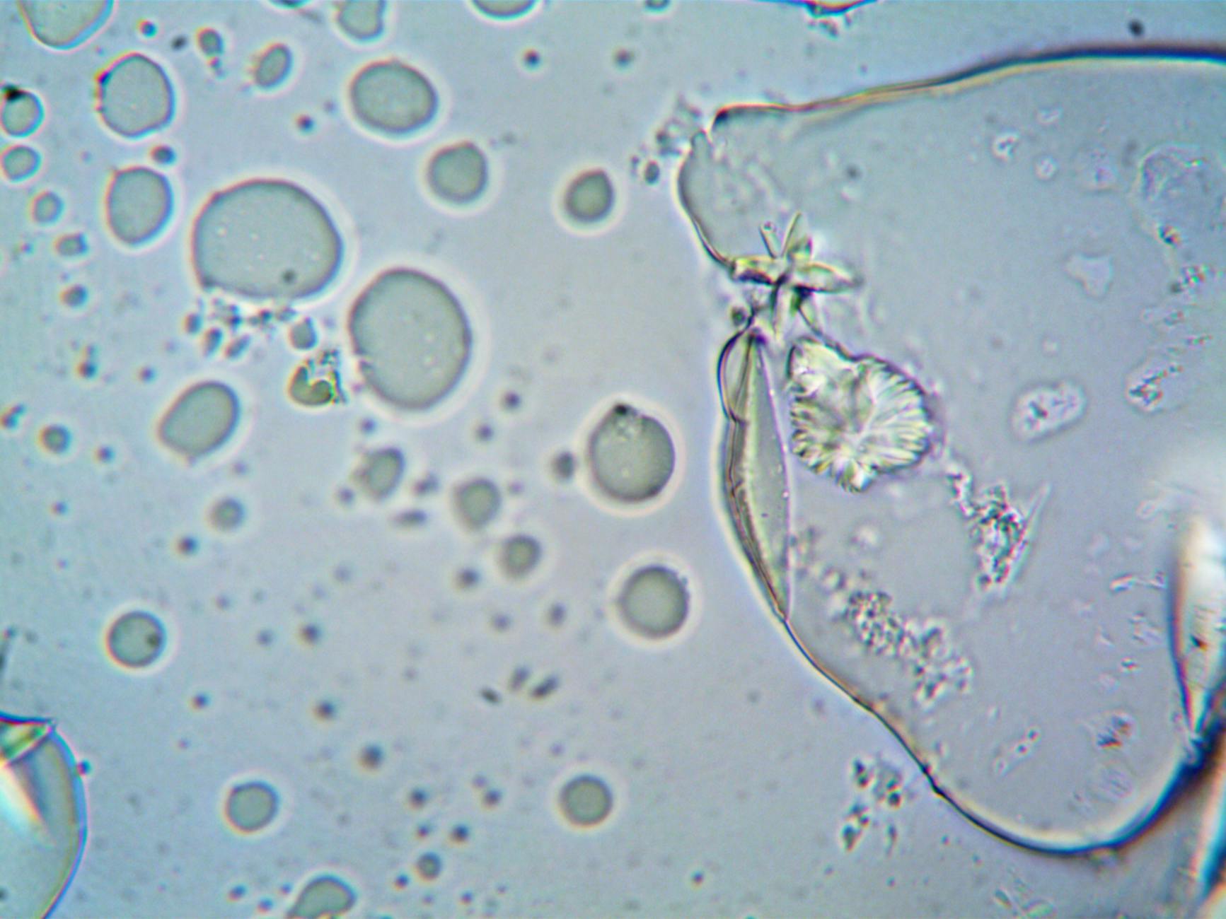 Microscopy